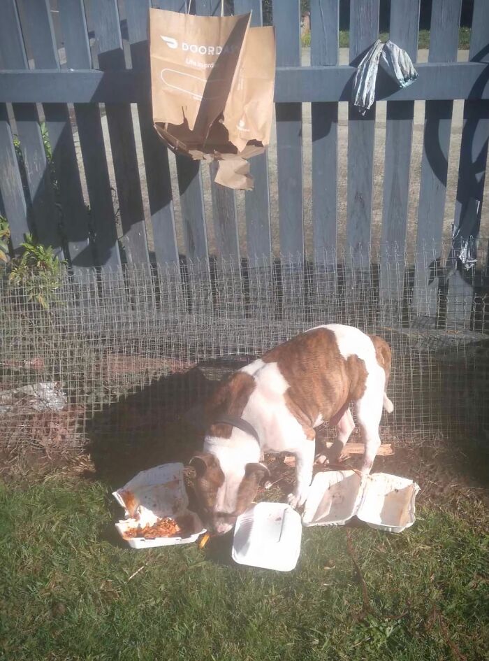 68 Funny Or Infuriating Food Delivery Fails That Might Inspire You To Cook Something At Home