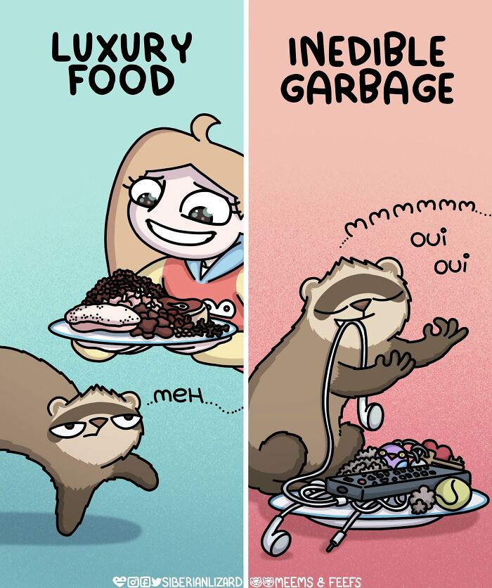 Siberian Girl Illustrates Her Daily Life With Two Ferrets And Other Funny Situations (57 New Pics)