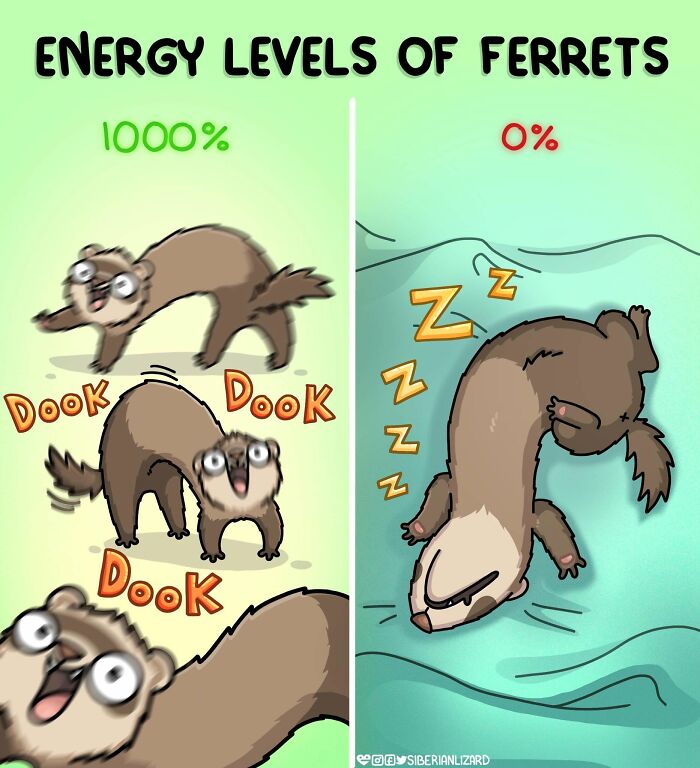 Siberian Girl Illustrates Her Daily Life With Two Ferrets And Other Funny Situations (57 New Pics)