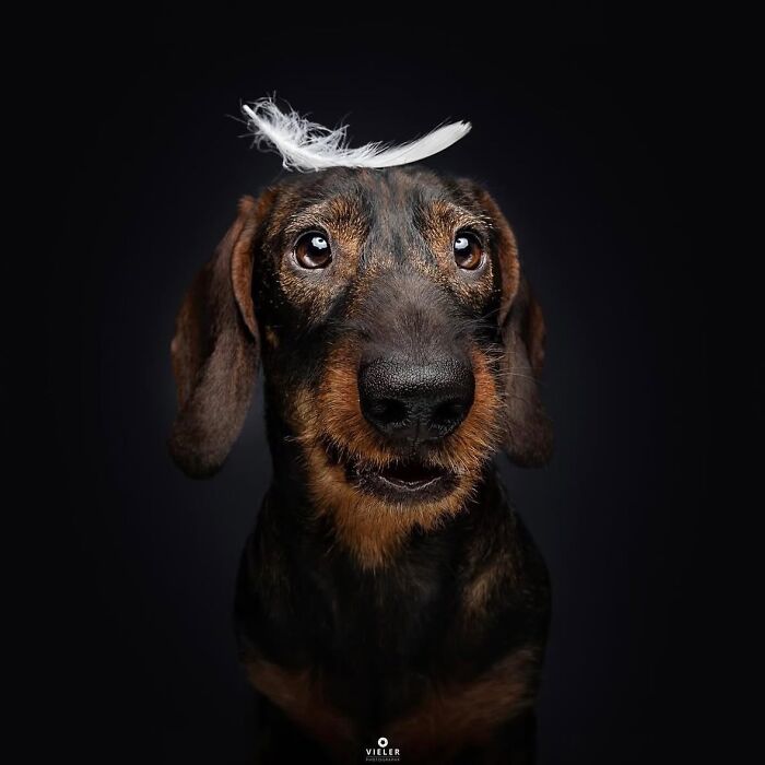 30 New Touching Photos Of Senior Dogs Celebrating Love And Loyalty, Taken By Christian Vieler 30 New Touching Photos Of Senior Dogs Celebrating Love And Loyalty, Taken By Christian Vieler