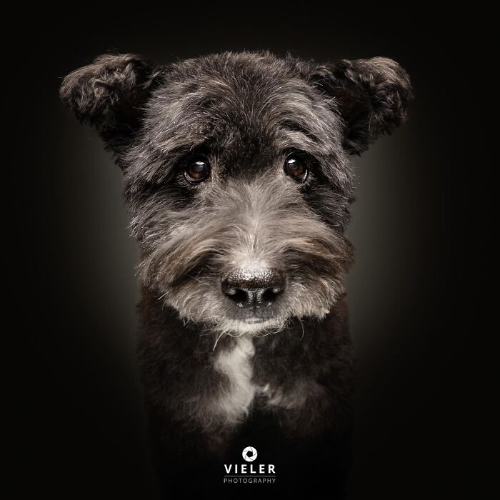 30 New Touching Photos Of Senior Dogs Celebrating Love And Loyalty, Taken By Christian Vieler 30 New Touching Photos Of Senior Dogs Celebrating Love And Loyalty, Taken By Christian Vieler