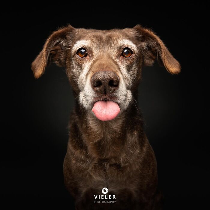 30 New Touching Photos Of Senior Dogs Celebrating Love And Loyalty, Taken By Christian Vieler 30 New Touching Photos Of Senior Dogs Celebrating Love And Loyalty, Taken By Christian Vieler