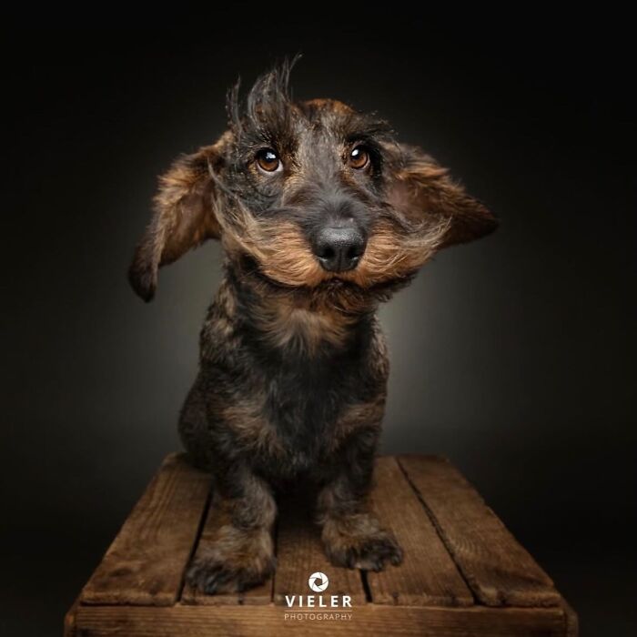 30 New Touching Photos Of Senior Dogs Celebrating Love And Loyalty, Taken By Christian Vieler 30 New Touching Photos Of Senior Dogs Celebrating Love And Loyalty, Taken By Christian Vieler