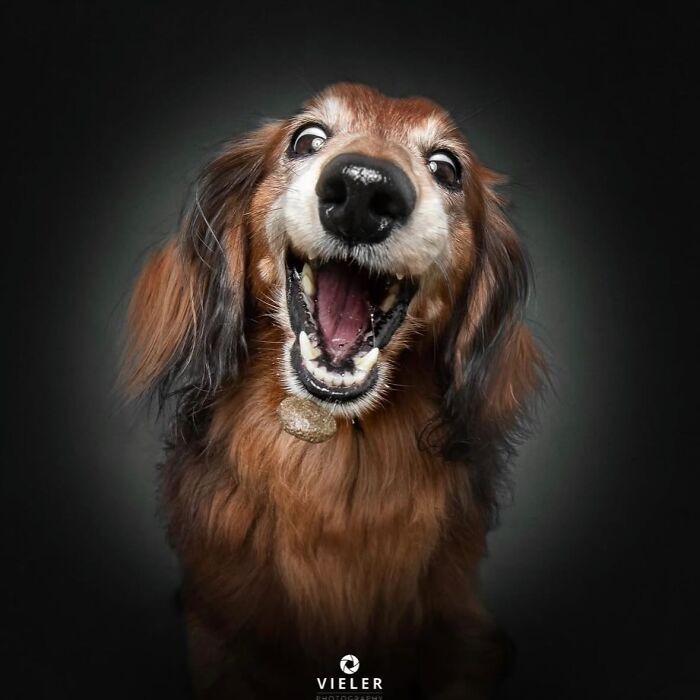 30 New Touching Photos Of Senior Dogs Celebrating Love And Loyalty, Taken By Christian Vieler 30 New Touching Photos Of Senior Dogs Celebrating Love And Loyalty, Taken By Christian Vieler