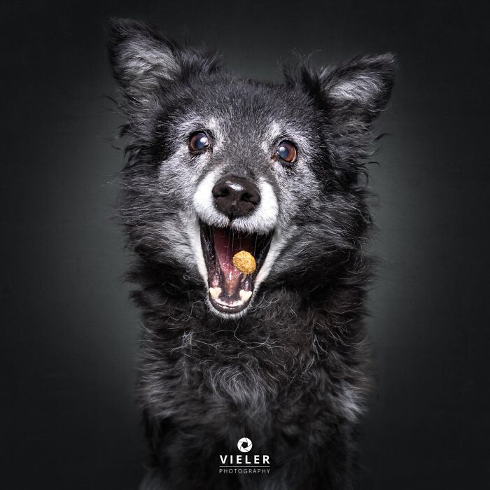 30 New Touching Photos Of Senior Dogs Celebrating Love And Loyalty, Taken By Christian Vieler 30 New Touching Photos Of Senior Dogs Celebrating Love And Loyalty, Taken By Christian Vieler