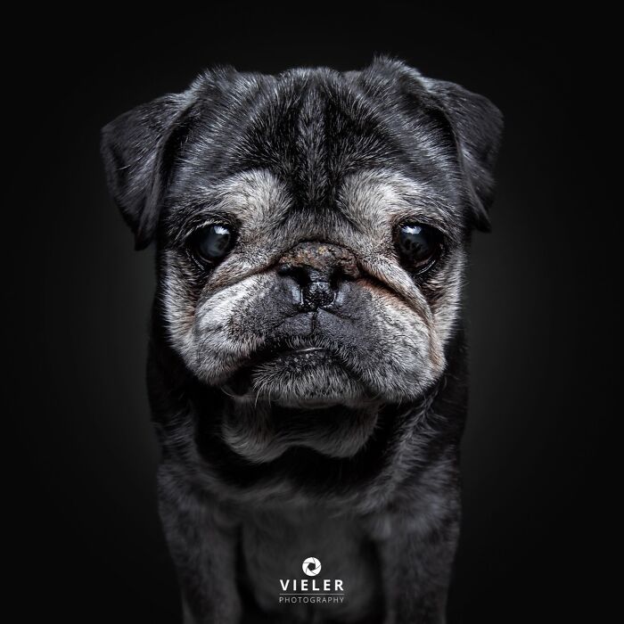 30 New Touching Photos Of Senior Dogs Celebrating Love And Loyalty, Taken By Christian Vieler 30 New Touching Photos Of Senior Dogs Celebrating Love And Loyalty, Taken By Christian Vieler