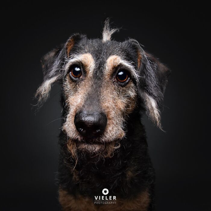 30 New Touching Photos Of Senior Dogs Celebrating Love And Loyalty, Taken By Christian Vieler 30 New Touching Photos Of Senior Dogs Celebrating Love And Loyalty, Taken By Christian Vieler