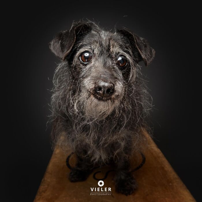 30 New Touching Photos Of Senior Dogs Celebrating Love And Loyalty, Taken By Christian Vieler 30 New Touching Photos Of Senior Dogs Celebrating Love And Loyalty, Taken By Christian Vieler