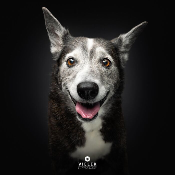 30 New Touching Photos Of Senior Dogs Celebrating Love And Loyalty, Taken By Christian Vieler 30 New Touching Photos Of Senior Dogs Celebrating Love And Loyalty, Taken By Christian Vieler