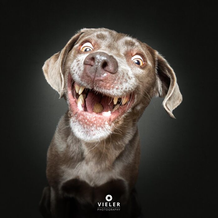 30 New Touching Photos Of Senior Dogs Celebrating Love And Loyalty, Taken By Christian Vieler 30 New Touching Photos Of Senior Dogs Celebrating Love And Loyalty, Taken By Christian Vieler