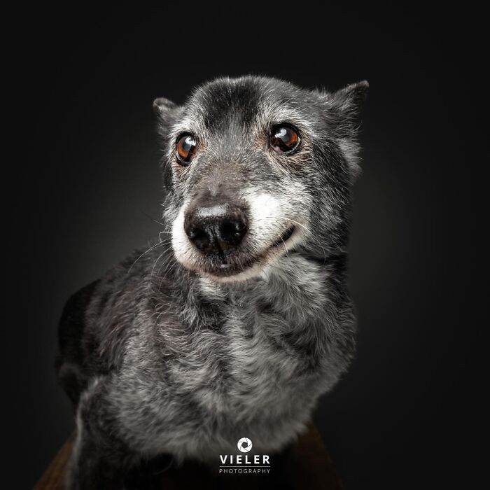 30 New Touching Photos Of Senior Dogs Celebrating Love And Loyalty, Taken By Christian Vieler 30 New Touching Photos Of Senior Dogs Celebrating Love And Loyalty, Taken By Christian Vieler
