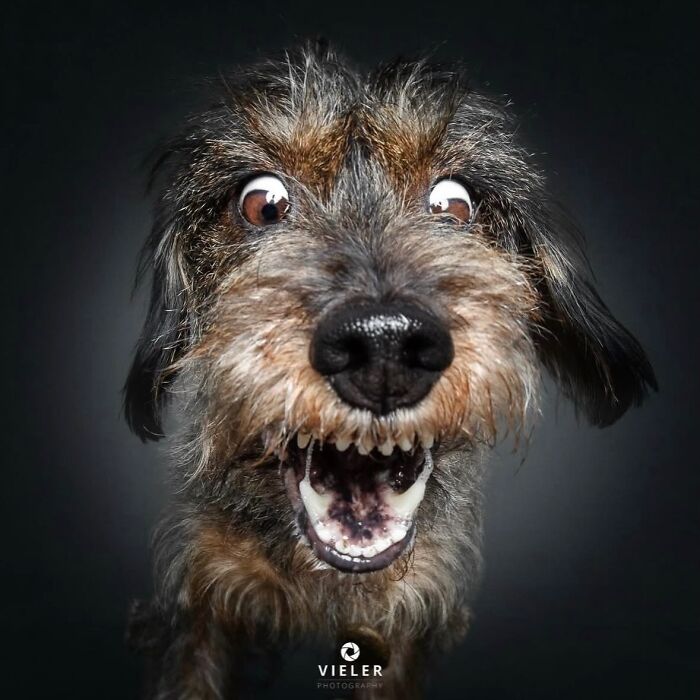 30 New Touching Photos Of Senior Dogs Celebrating Love And Loyalty, Taken By Christian Vieler 30 New Touching Photos Of Senior Dogs Celebrating Love And Loyalty, Taken By Christian Vieler