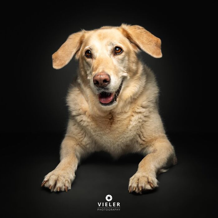 30 New Touching Photos Of Senior Dogs Celebrating Love And Loyalty, Taken By Christian Vieler 30 New Touching Photos Of Senior Dogs Celebrating Love And Loyalty, Taken By Christian Vieler