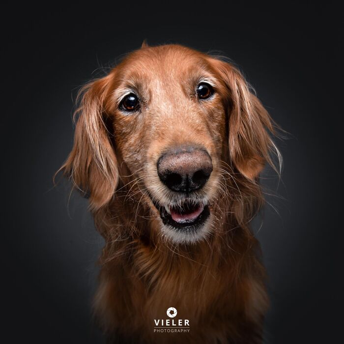 30 New Touching Photos Of Senior Dogs Celebrating Love And Loyalty, Taken By Christian Vieler 30 New Touching Photos Of Senior Dogs Celebrating Love And Loyalty, Taken By Christian Vieler