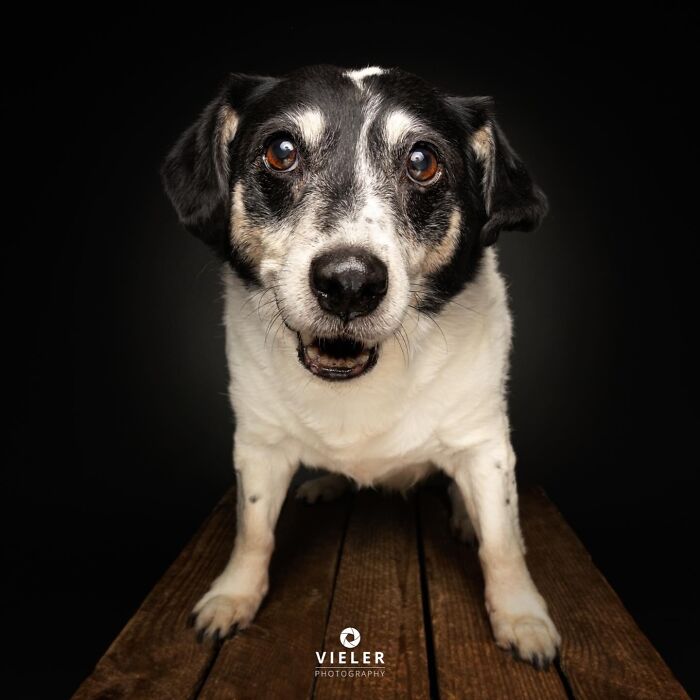 30 New Touching Photos Of Senior Dogs Celebrating Love And Loyalty, Taken By Christian Vieler 30 New Touching Photos Of Senior Dogs Celebrating Love And Loyalty, Taken By Christian Vieler