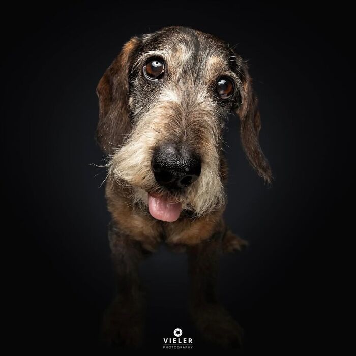 30 New Touching Photos Of Senior Dogs Celebrating Love And Loyalty, Taken By Christian Vieler 30 New Touching Photos Of Senior Dogs Celebrating Love And Loyalty, Taken By Christian Vieler