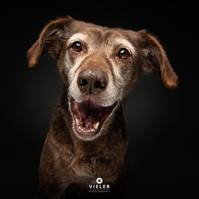 30 New Touching Photos Of Senior Dogs Celebrating Love And Loyalty, Taken By Christian Vieler 30 New Touching Photos Of Senior Dogs Celebrating Love And Loyalty, Taken By Christian Vieler