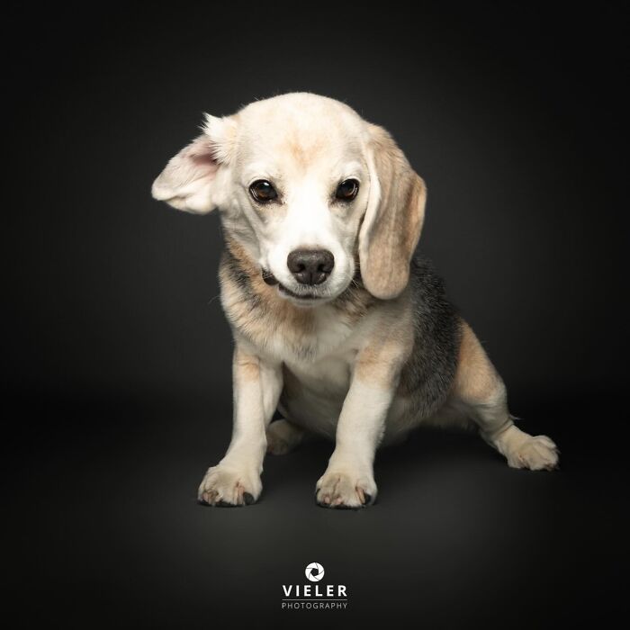 30 New Touching Photos Of Senior Dogs Celebrating Love And Loyalty, Taken By Christian Vieler 30 New Touching Photos Of Senior Dogs Celebrating Love And Loyalty, Taken By Christian Vieler