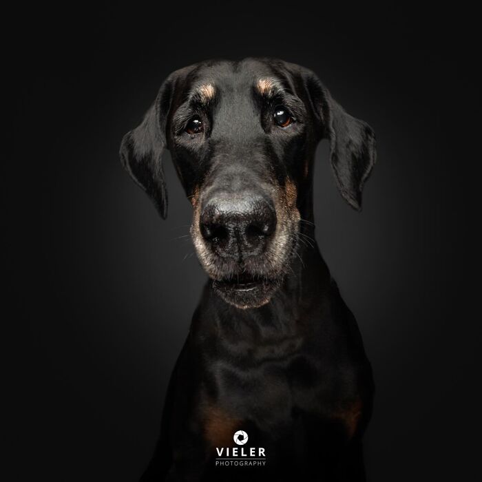 30 New Touching Photos Of Senior Dogs Celebrating Love And Loyalty, Taken By Christian Vieler 30 New Touching Photos Of Senior Dogs Celebrating Love And Loyalty, Taken By Christian Vieler