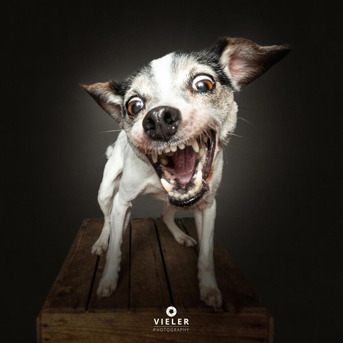 30 New Touching Photos Of Senior Dogs Celebrating Love And Loyalty, Taken By Christian Vieler 30 New Touching Photos Of Senior Dogs Celebrating Love And Loyalty, Taken By Christian Vieler