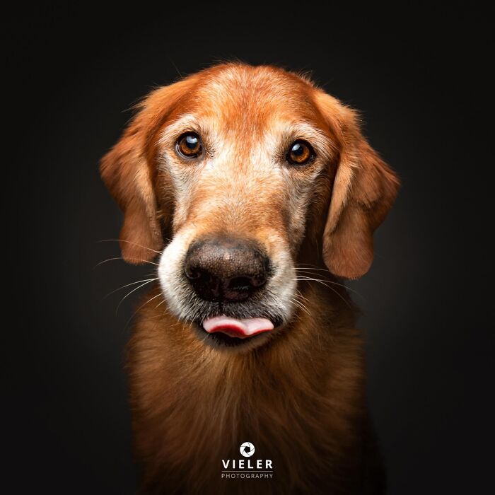 30 New Touching Photos Of Senior Dogs Celebrating Love And Loyalty, Taken By Christian Vieler 30 New Touching Photos Of Senior Dogs Celebrating Love And Loyalty, Taken By Christian Vieler
