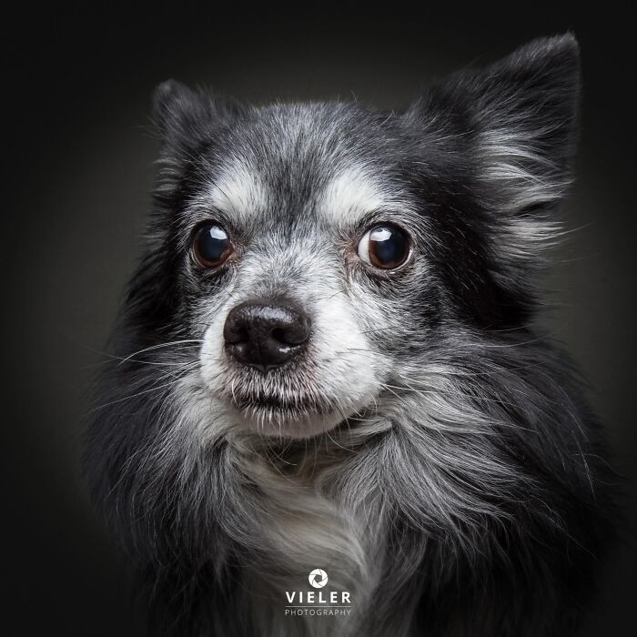 30 New Touching Photos Of Senior Dogs Celebrating Love And Loyalty, Taken By Christian Vieler 30 New Touching Photos Of Senior Dogs Celebrating Love And Loyalty, Taken By Christian Vieler