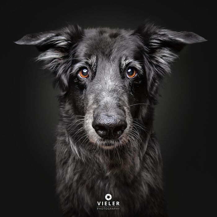 30 New Touching Photos Of Senior Dogs Celebrating Love And Loyalty, Taken By Christian Vieler 30 New Touching Photos Of Senior Dogs Celebrating Love And Loyalty, Taken By Christian Vieler