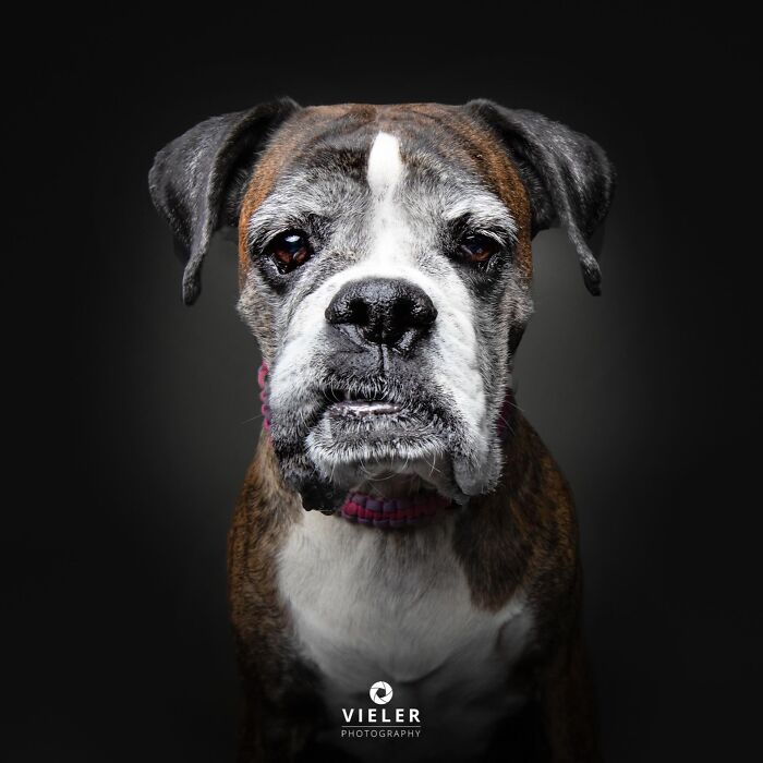 30 New Touching Photos Of Senior Dogs Celebrating Love And Loyalty, Taken By Christian Vieler 30 New Touching Photos Of Senior Dogs Celebrating Love And Loyalty, Taken By Christian Vieler