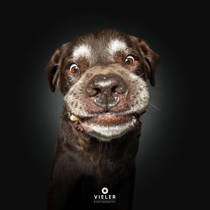 30 New Touching Photos Of Senior Dogs Celebrating Love And Loyalty, Taken By Christian Vieler 30 New Touching Photos Of Senior Dogs Celebrating Love And Loyalty, Taken By Christian Vieler