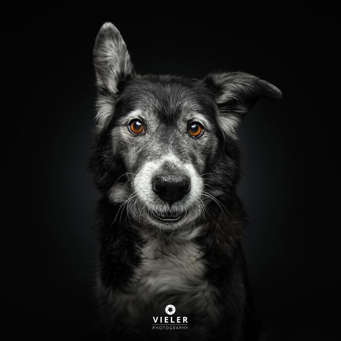 30 New Touching Photos Of Senior Dogs Celebrating Love And Loyalty, Taken By Christian Vieler 30 New Touching Photos Of Senior Dogs Celebrating Love And Loyalty, Taken By Christian Vieler