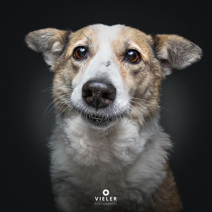 30 New Touching Photos Of Senior Dogs Celebrating Love And Loyalty, Taken By Christian Vieler 30 New Touching Photos Of Senior Dogs Celebrating Love And Loyalty, Taken By Christian Vieler