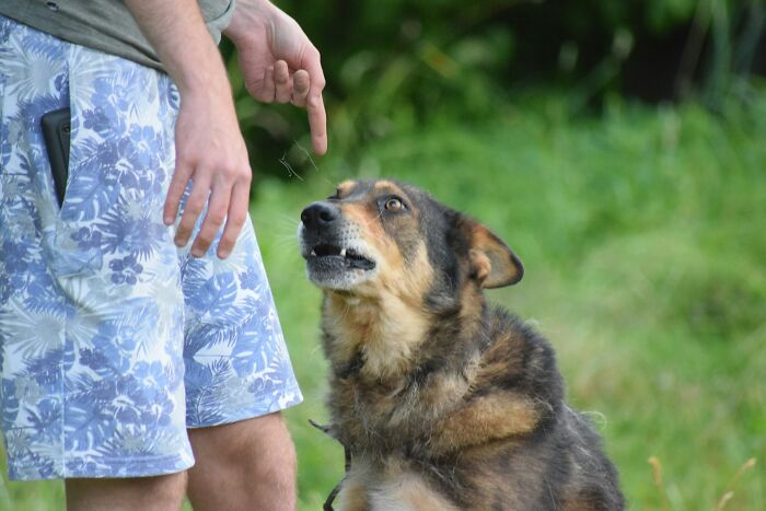 18 Human Habits That Confuse Dogs The Most, According To An Animal Behaviorist 18 Human Habits That Confuse Dogs The Most, According To An Animal Behaviorist