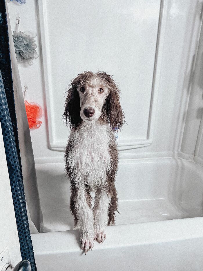 18 Human Habits That Confuse Dogs The Most, According To An Animal Behaviorist 18 Human Habits That Confuse Dogs The Most, According To An Animal Behaviorist