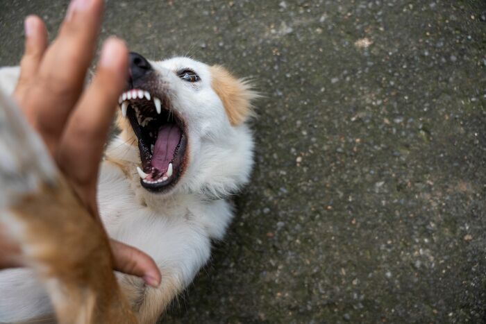 18 Human Habits That Confuse Dogs The Most, According To An Animal Behaviorist 18 Human Habits That Confuse Dogs The Most, According To An Animal Behaviorist