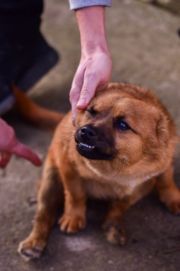 18 Human Habits That Confuse Dogs The Most, According To An Animal Behaviorist 18 Human Habits That Confuse Dogs The Most, According To An Animal Behaviorist