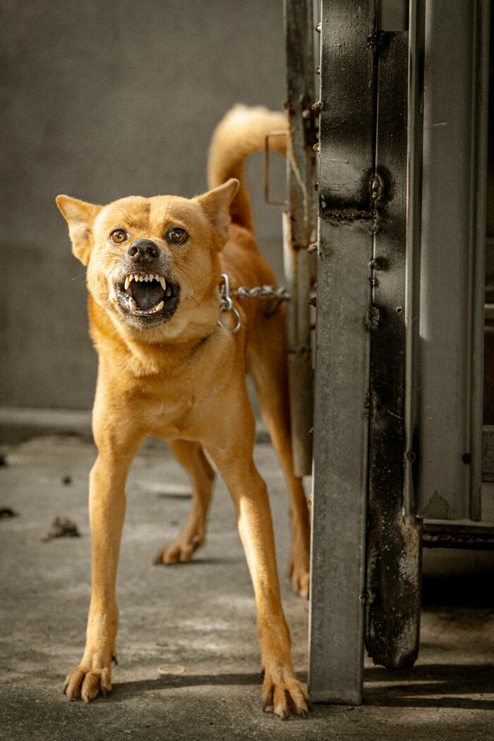 18 Human Habits That Confuse Dogs The Most, According To An Animal Behaviorist 18 Human Habits That Confuse Dogs The Most, According To An Animal Behaviorist