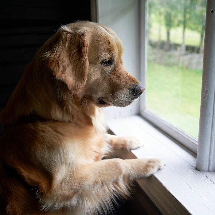 18 Human Habits That Confuse Dogs The Most, According To An Animal Behaviorist 18 Human Habits That Confuse Dogs The Most, According To An Animal Behaviorist