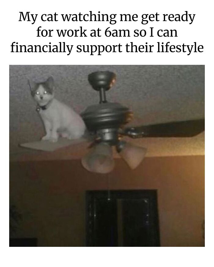 This Page Shared 40 Funny Memes For Your Daily Dose Of Cute Animal Content (New Pics) This Page Shared 40 Funny Memes For Your Daily Dose Of Cute Animal Content (New Pics)