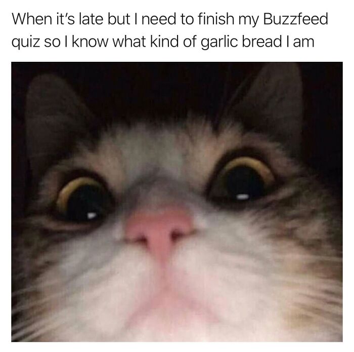This Page Shared 40 Funny Memes For Your Daily Dose Of Cute Animal Content (New Pics) This Page Shared 40 Funny Memes For Your Daily Dose Of Cute Animal Content (New Pics)
