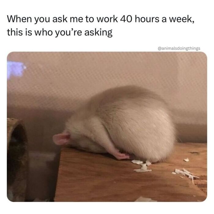 This Page Shared 40 Funny Memes For Your Daily Dose Of Cute Animal Content (New Pics) This Page Shared 40 Funny Memes For Your Daily Dose Of Cute Animal Content (New Pics)
