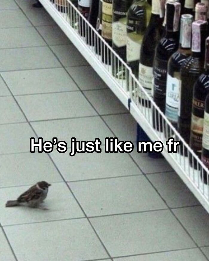 This Page Shared 40 Funny Memes For Your Daily Dose Of Cute Animal Content (New Pics) This Page Shared 40 Funny Memes For Your Daily Dose Of Cute Animal Content (New Pics)