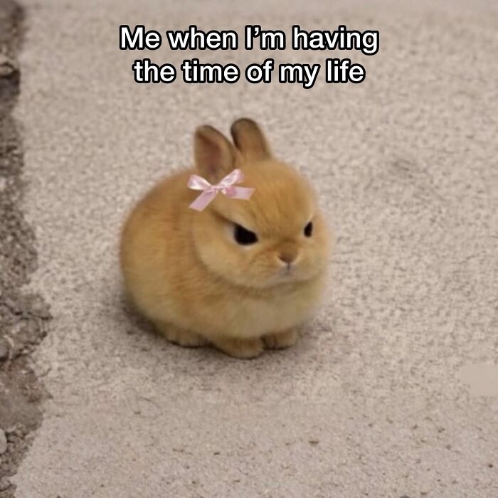 This Page Shared 40 Funny Memes For Your Daily Dose Of Cute Animal Content (New Pics) This Page Shared 40 Funny Memes For Your Daily Dose Of Cute Animal Content (New Pics)