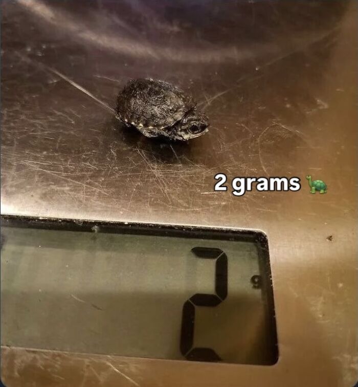 This Page Shared 40 Funny Memes For Your Daily Dose Of Cute Animal Content (New Pics) This Page Shared 40 Funny Memes For Your Daily Dose Of Cute Animal Content (New Pics)