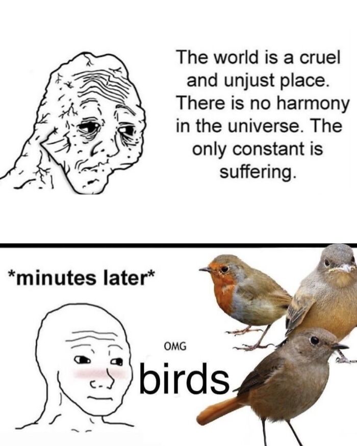 This Page Shared 40 Funny Memes For Your Daily Dose Of Cute Animal Content (New Pics) This Page Shared 40 Funny Memes For Your Daily Dose Of Cute Animal Content (New Pics)