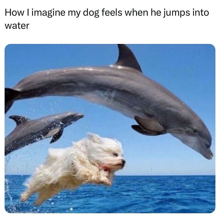 This Page Shared 40 Funny Memes For Your Daily Dose Of Cute Animal Content (New Pics) This Page Shared 40 Funny Memes For Your Daily Dose Of Cute Animal Content (New Pics)