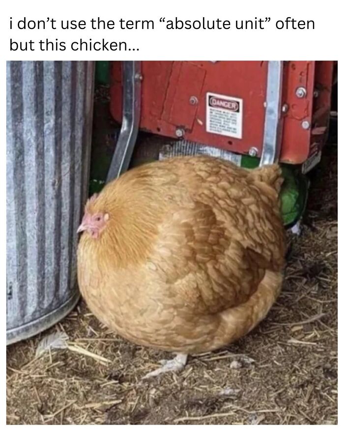 This Page Shared 40 Funny Memes For Your Daily Dose Of Cute Animal Content (New Pics) This Page Shared 40 Funny Memes For Your Daily Dose Of Cute Animal Content (New Pics)