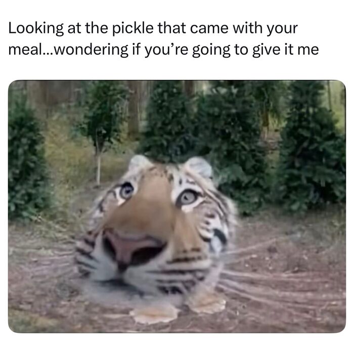 This Page Shared 40 Funny Memes For Your Daily Dose Of Cute Animal Content (New Pics) This Page Shared 40 Funny Memes For Your Daily Dose Of Cute Animal Content (New Pics)