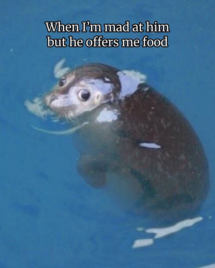 This Page Shared 40 Funny Memes For Your Daily Dose Of Cute Animal Content (New Pics) This Page Shared 40 Funny Memes For Your Daily Dose Of Cute Animal Content (New Pics)