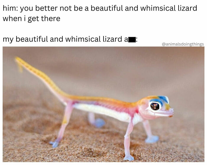 This Page Shared 40 Funny Memes For Your Daily Dose Of Cute Animal Content (New Pics) This Page Shared 40 Funny Memes For Your Daily Dose Of Cute Animal Content (New Pics)