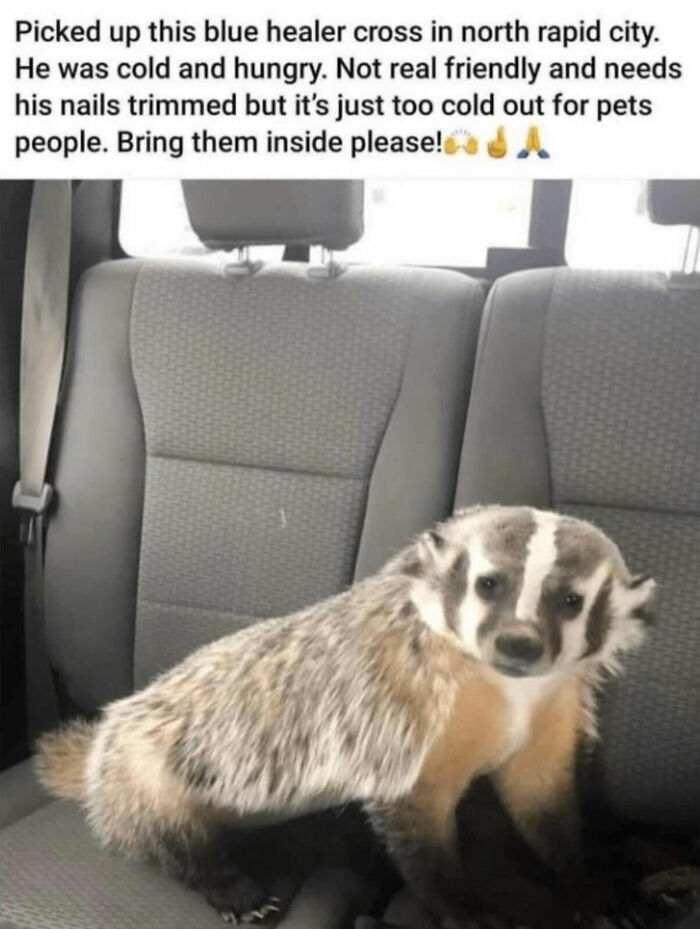 This Page Shared 40 Funny Memes For Your Daily Dose Of Cute Animal Content (New Pics) This Page Shared 40 Funny Memes For Your Daily Dose Of Cute Animal Content (New Pics)